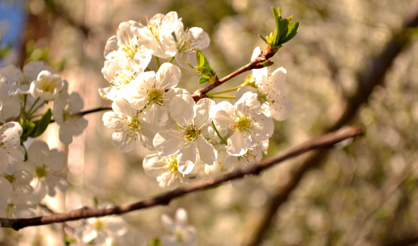 природа, дерево, time, flowers, весна, bokeh, великолепие, лепестки