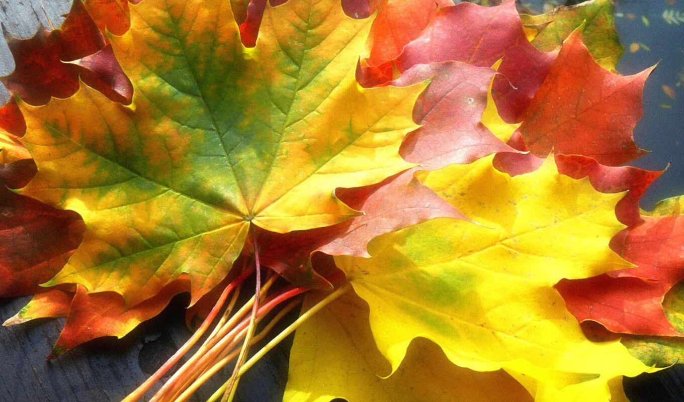 природа, красивые, заставки, осень, листва, maple, золотая, осенние