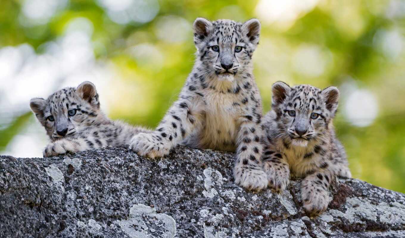 снег, кот, леопард, wild, леопарды