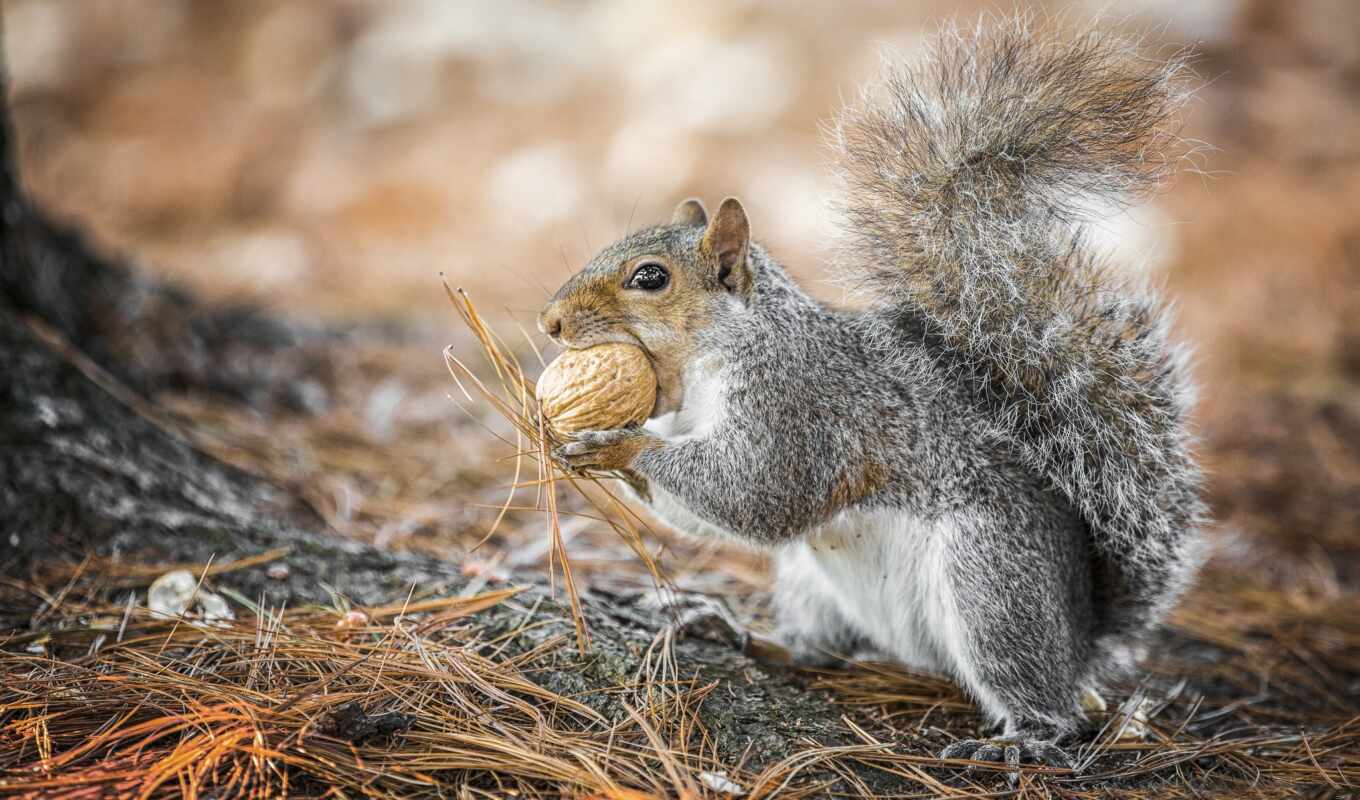 squirrels, nut