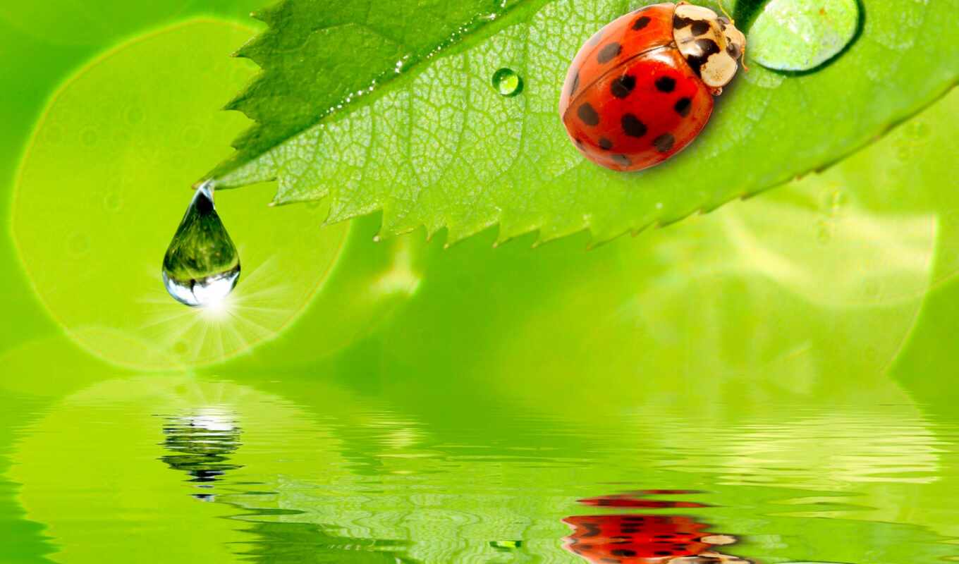 water, god, wall, cow, ladybug, pictures