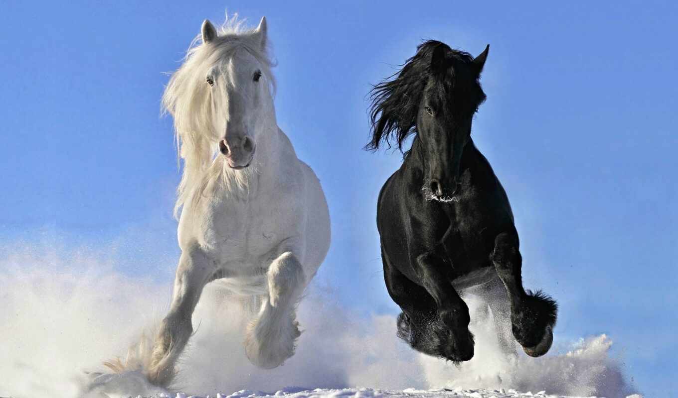 zima, лошадь, животное