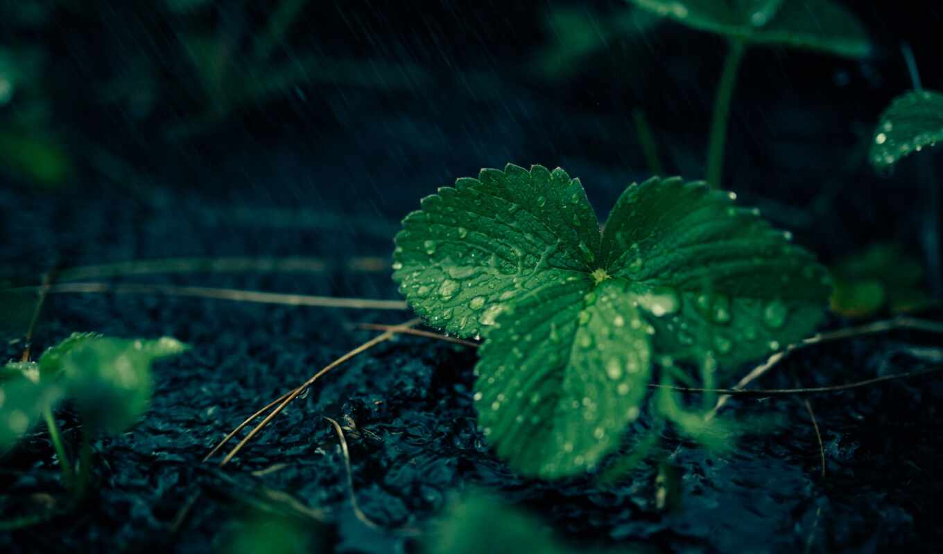 photo, drop, ipad, rain, green, water, spring, plant, leaf, id, fore