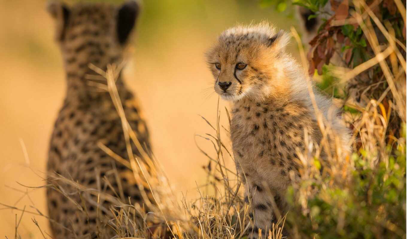 nikon, grass, cat, animals, wild, the cub, cheetah, shannon, nikkor