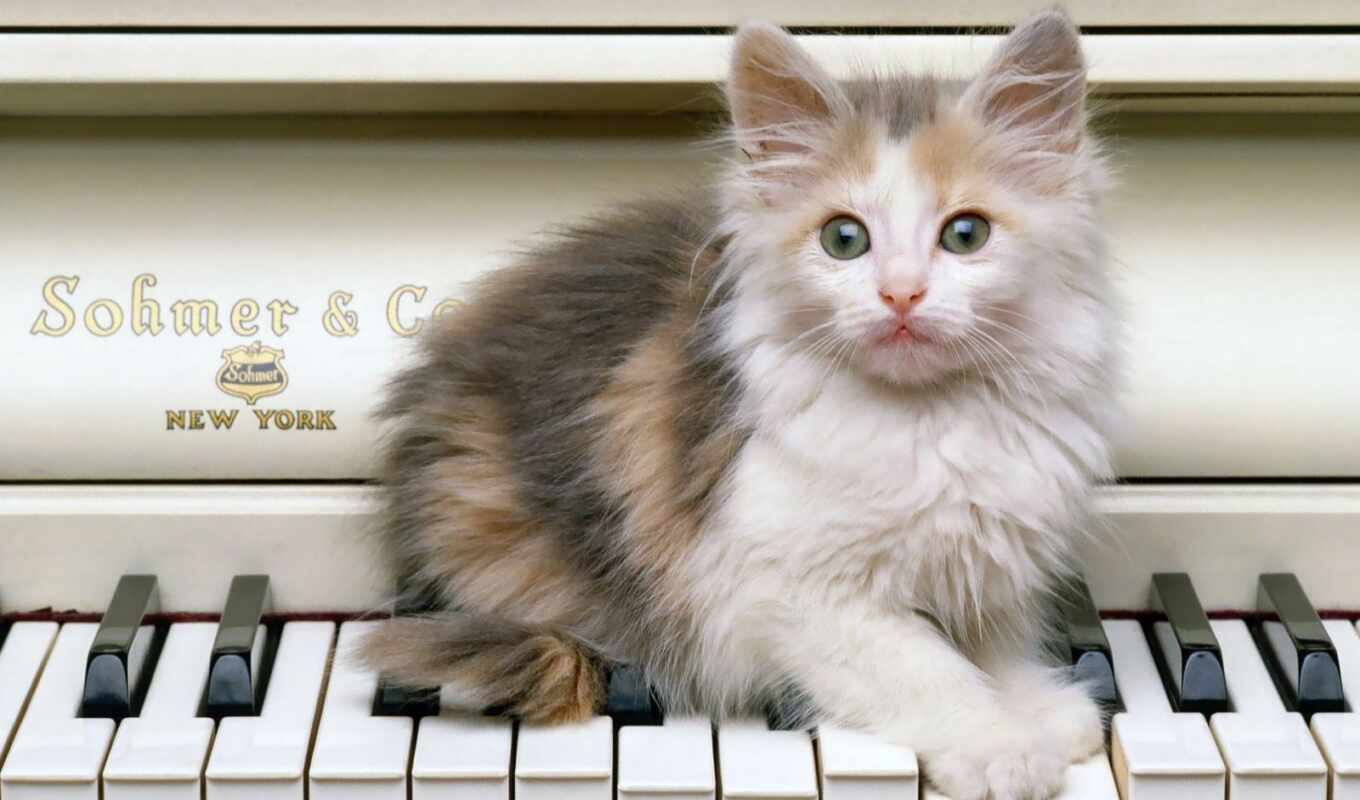 кот, котенок, piano