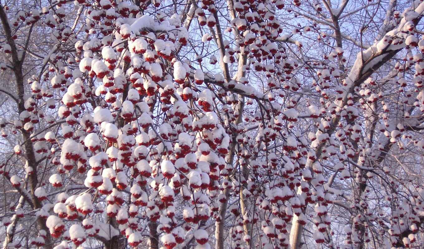 winter, years, year, time, winter, snow, rowan trees, ashberry, in winter, kalina