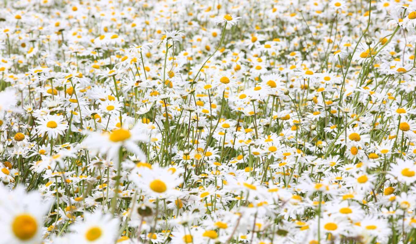 collection, field, pictures, one, daisies, roma