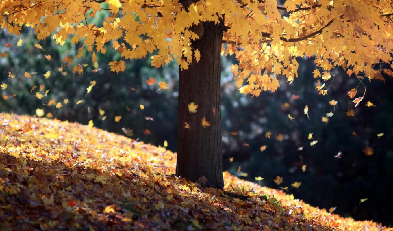 природа, дерево, осень, листва, страницы, instagram, осенью, kurdinus