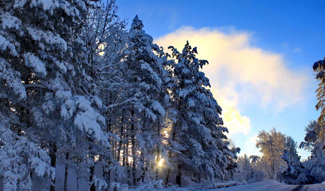 природа, снег, winter, года, time, trees, плитка