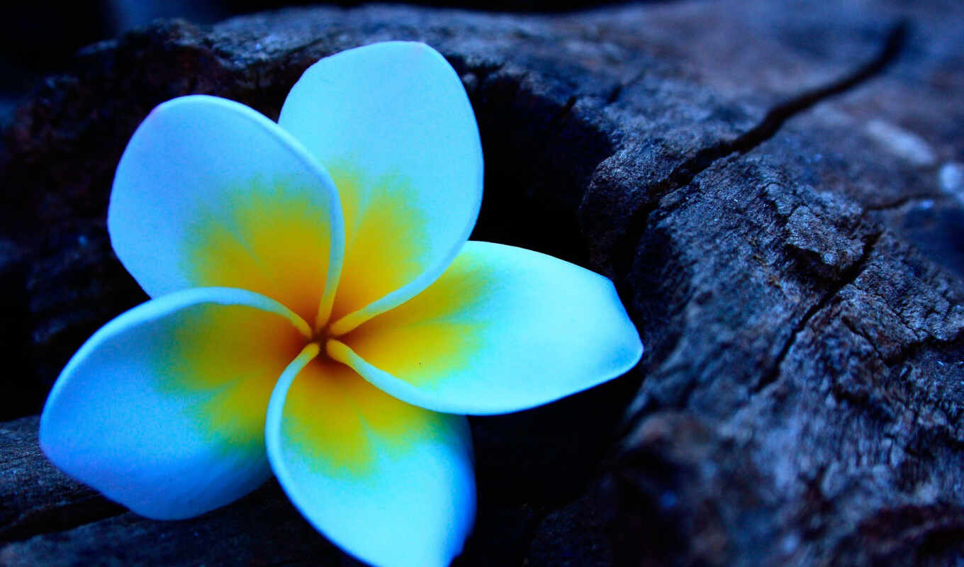 flowers, blue, background, cvety, frangipani, plumeria, plumeria