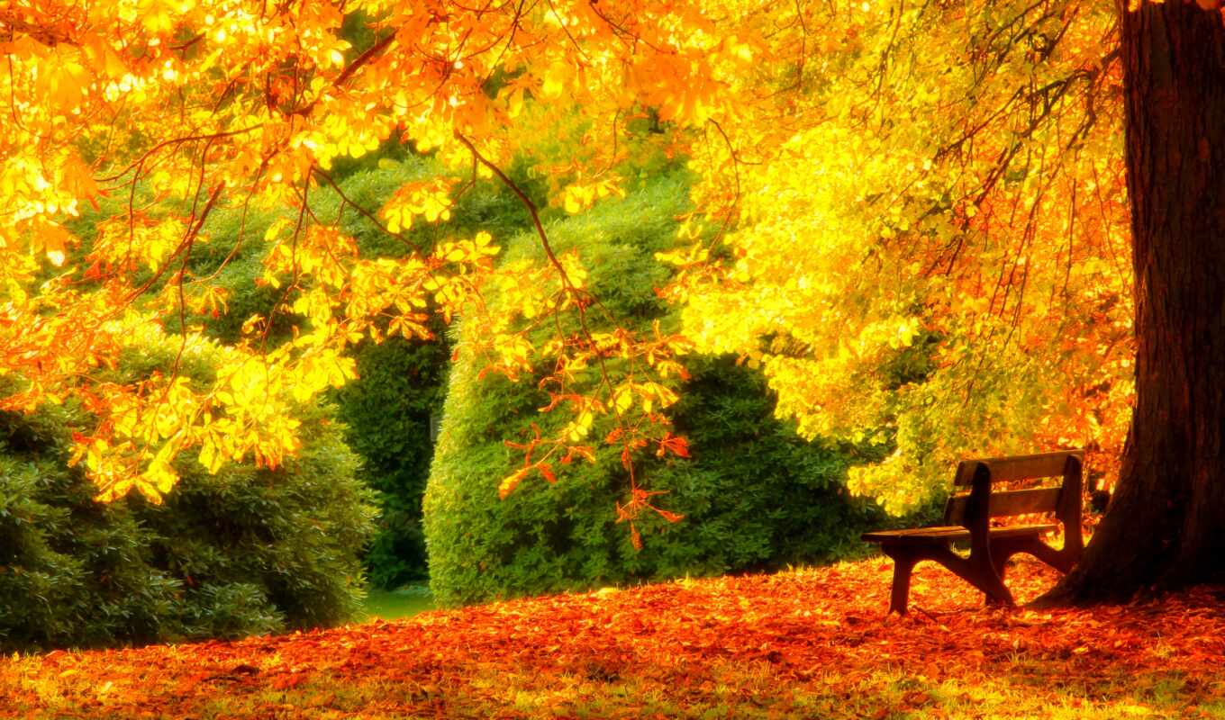 дерево, под, scenery, yellow, скамейка, outdoor, эффектный, ежедневная газета