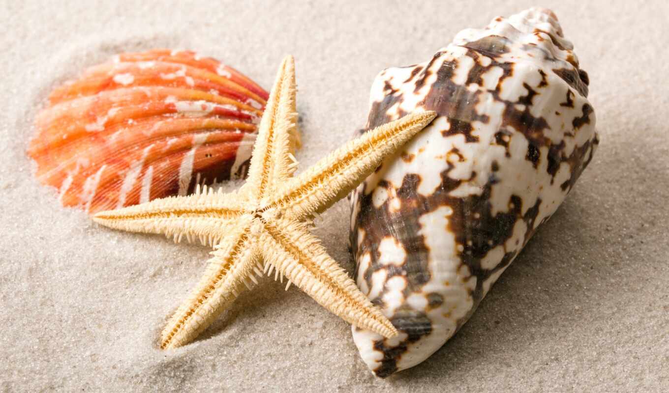 shell, пляж, песок