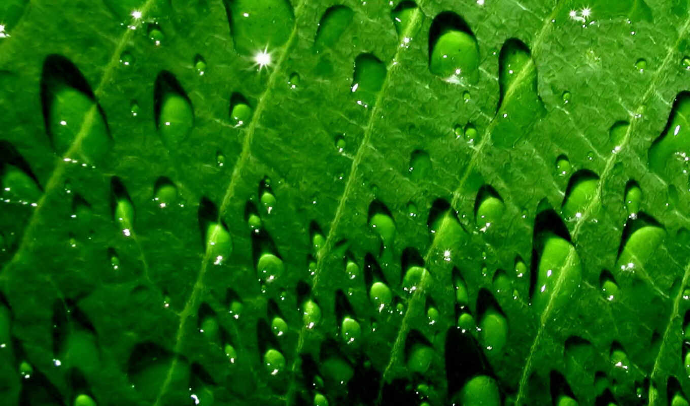 sheet, drops, greenery, dew