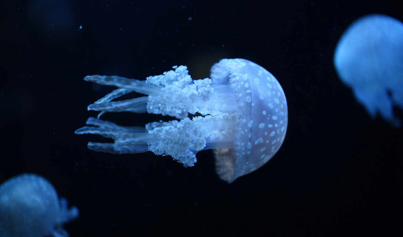 water, море, медузы, jellyfish, underwater