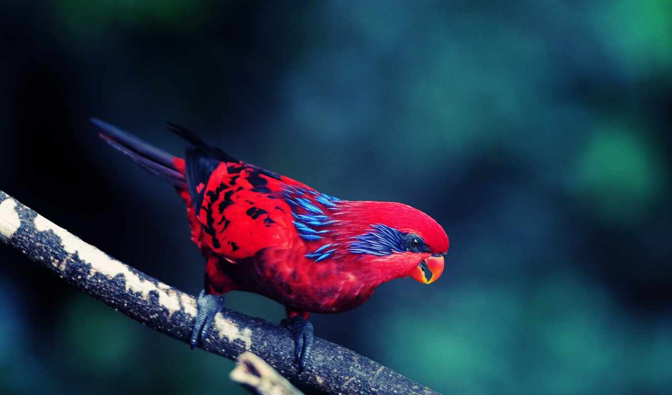 pictures, red, images, птица, birds, preview, sit