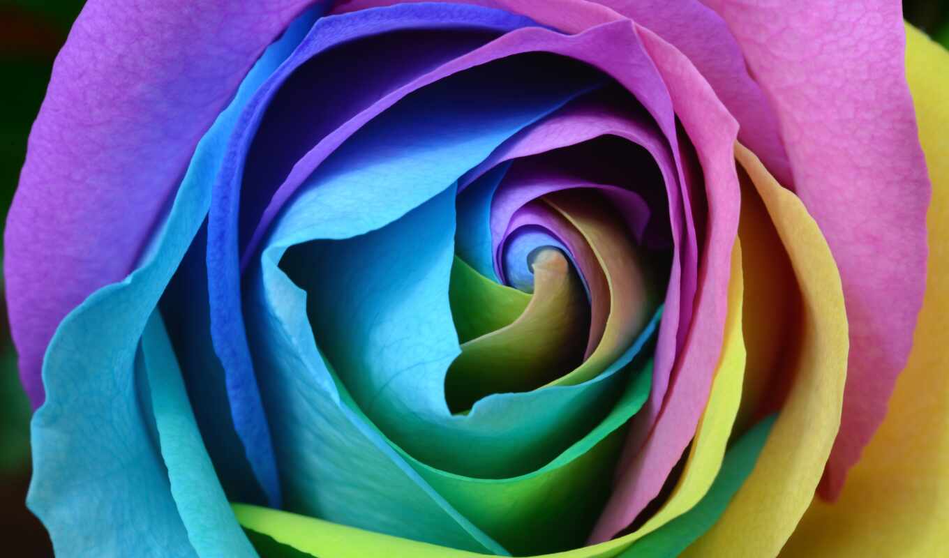 desktop, роза, красочные, радуга, flowers, roses, uhd