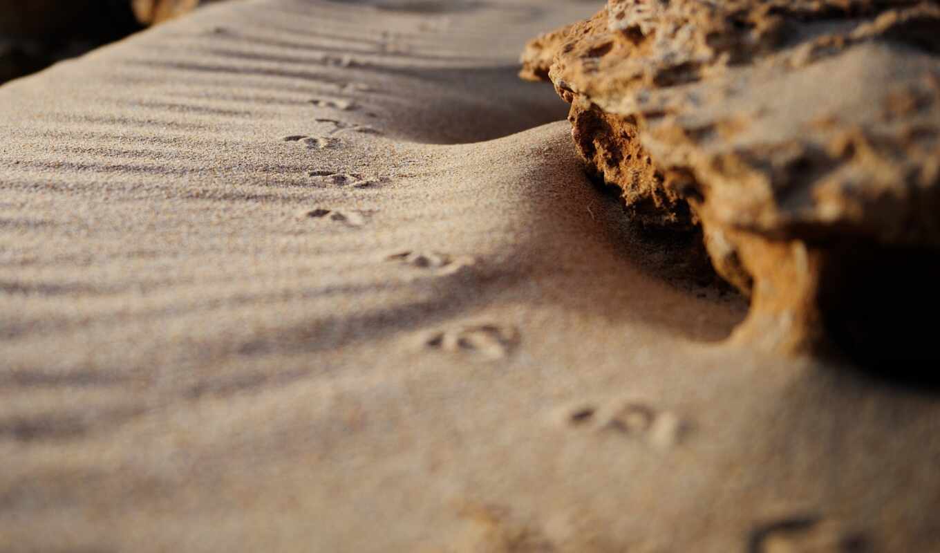 sand, track, footprint