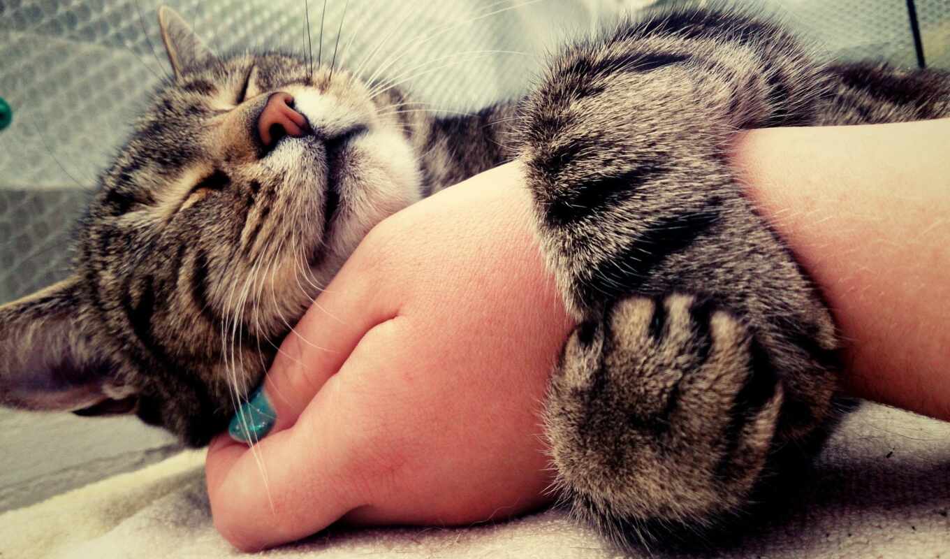 рука, кот, cute, animal, arm, krasivostus