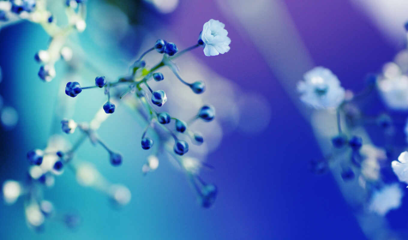 flowers, blue, water, branch