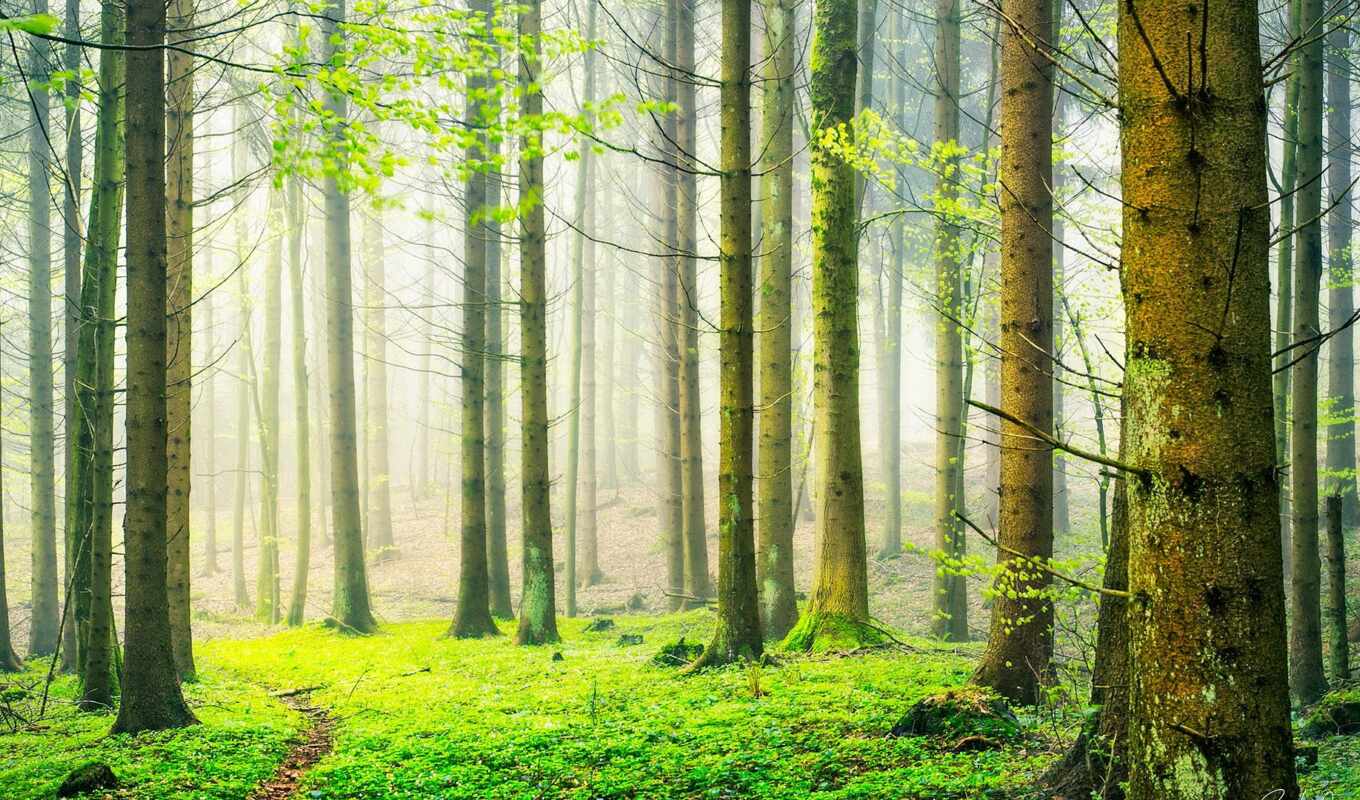 лес, растение, туман