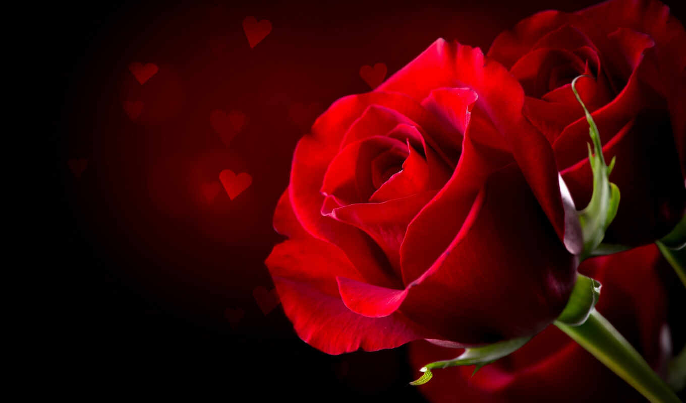роза, изображение, red, orig, себе, день, sound, valentine, интернет