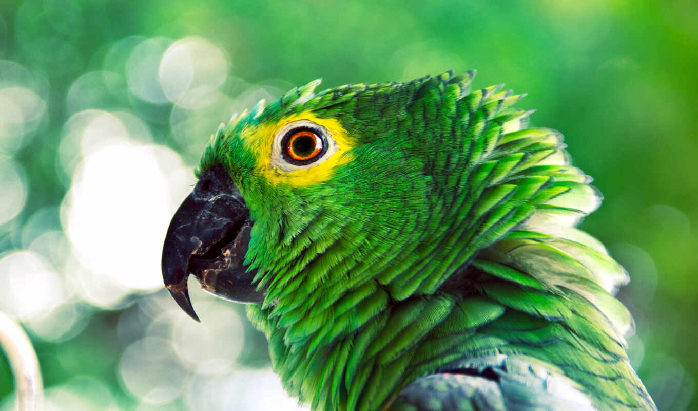 зелёный, птица, попугаи