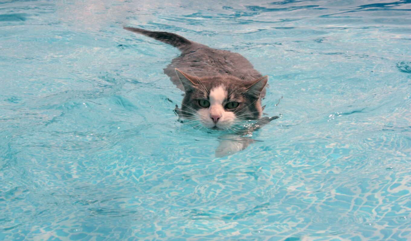 кот, кошки, cats, how, swim, waters, воду, которые, боятся, умеют