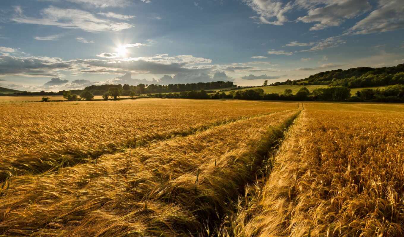 nature, collection, summer, background, field, wheat