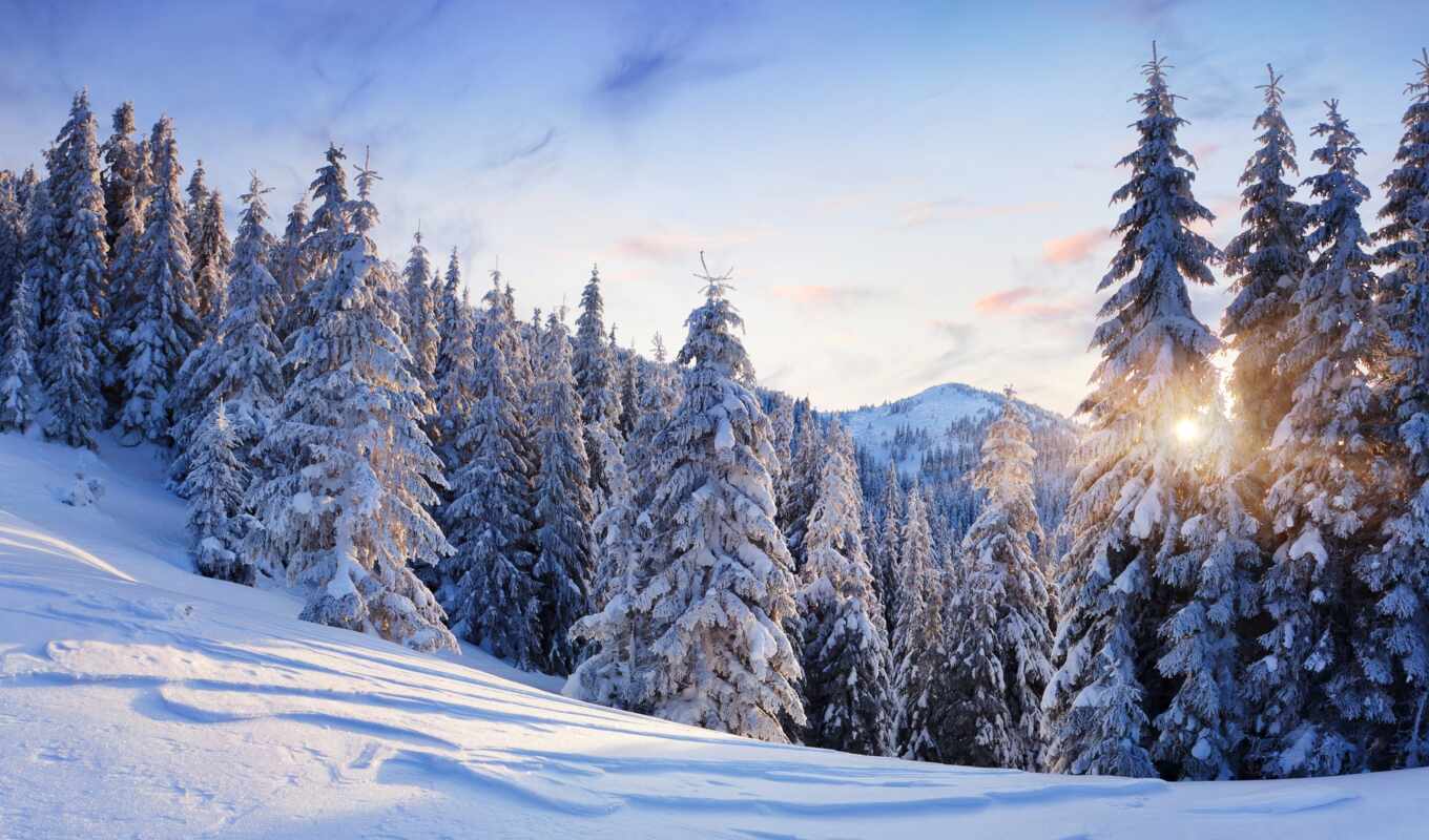 good, background, sun, winter, forest, beautiful, screensaver, shirokoformatnyi