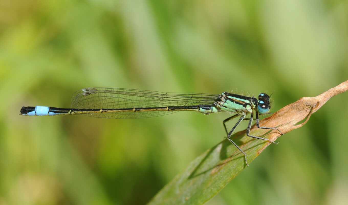 mobile, sheet, green, grass, dragonfly, plant, insect, wing, weed, makryi