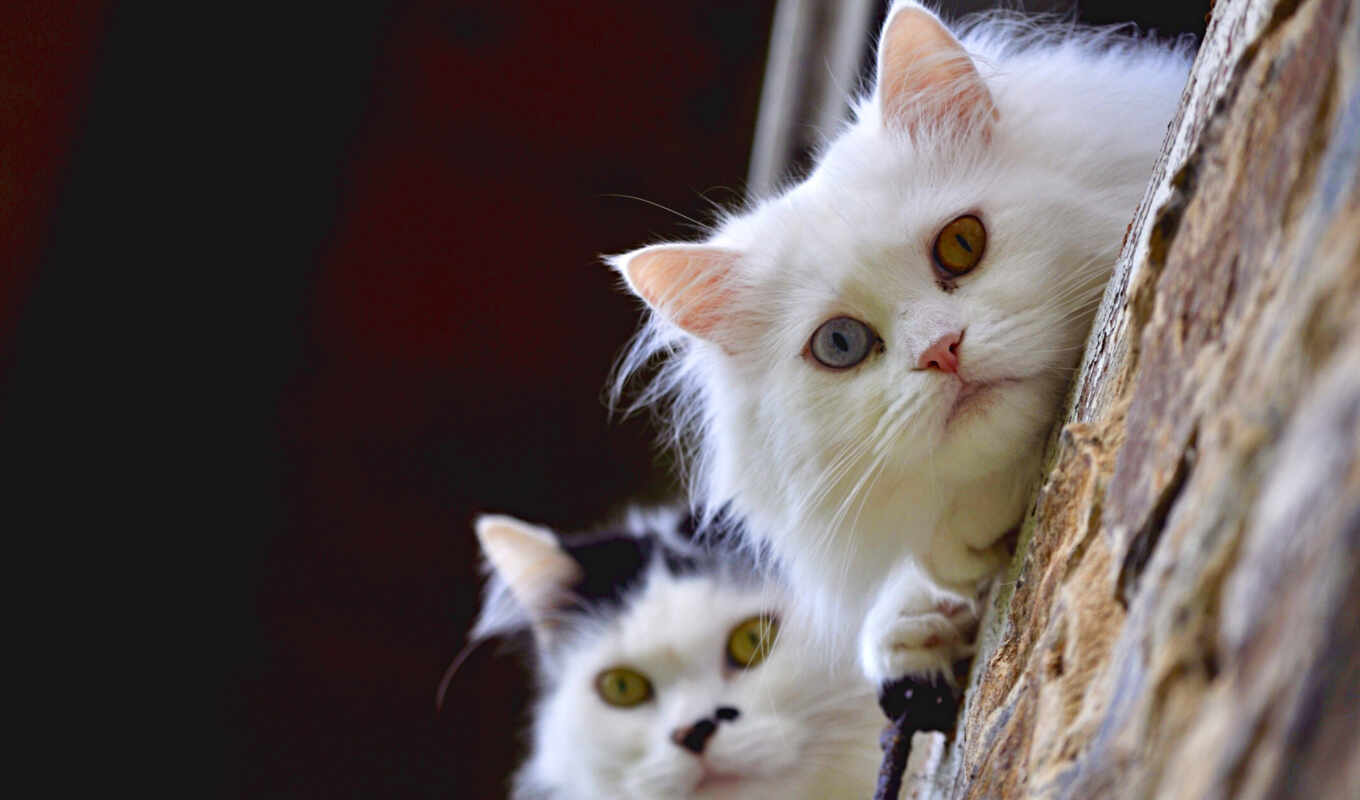 взгляд, white, пара, кот, смотреть