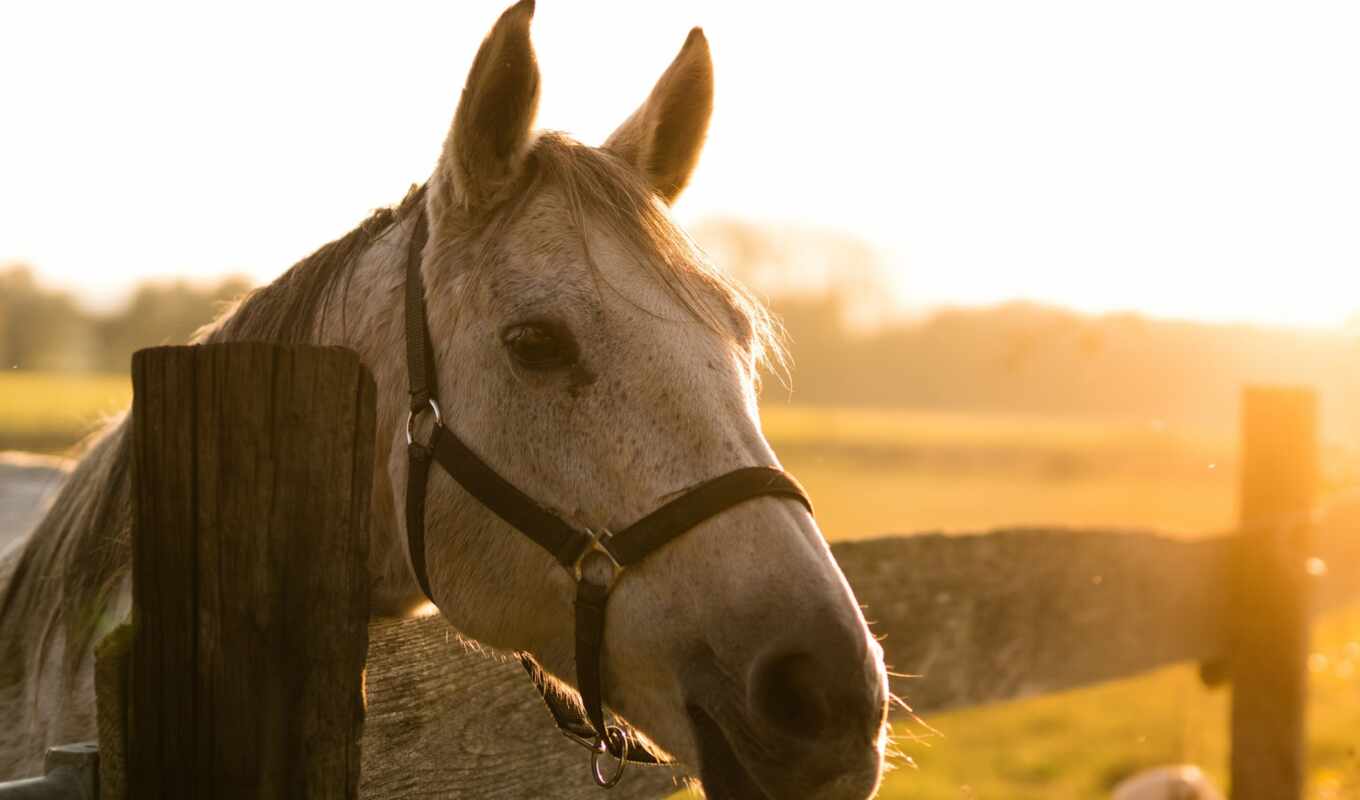 light, horse, field, sunlight, fence, depth