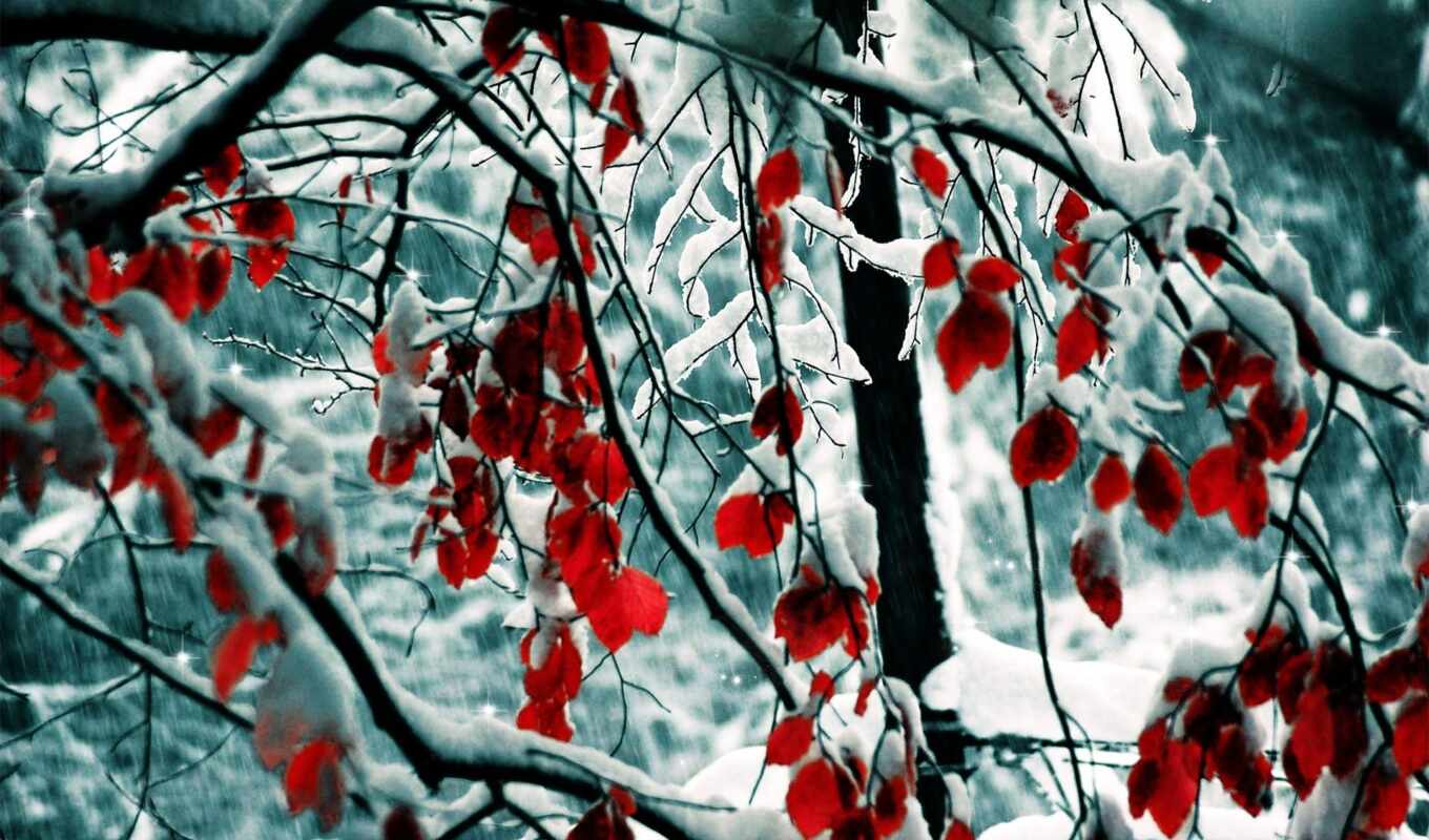 природа, лист, снег, winter, осень, branch, stoloboi