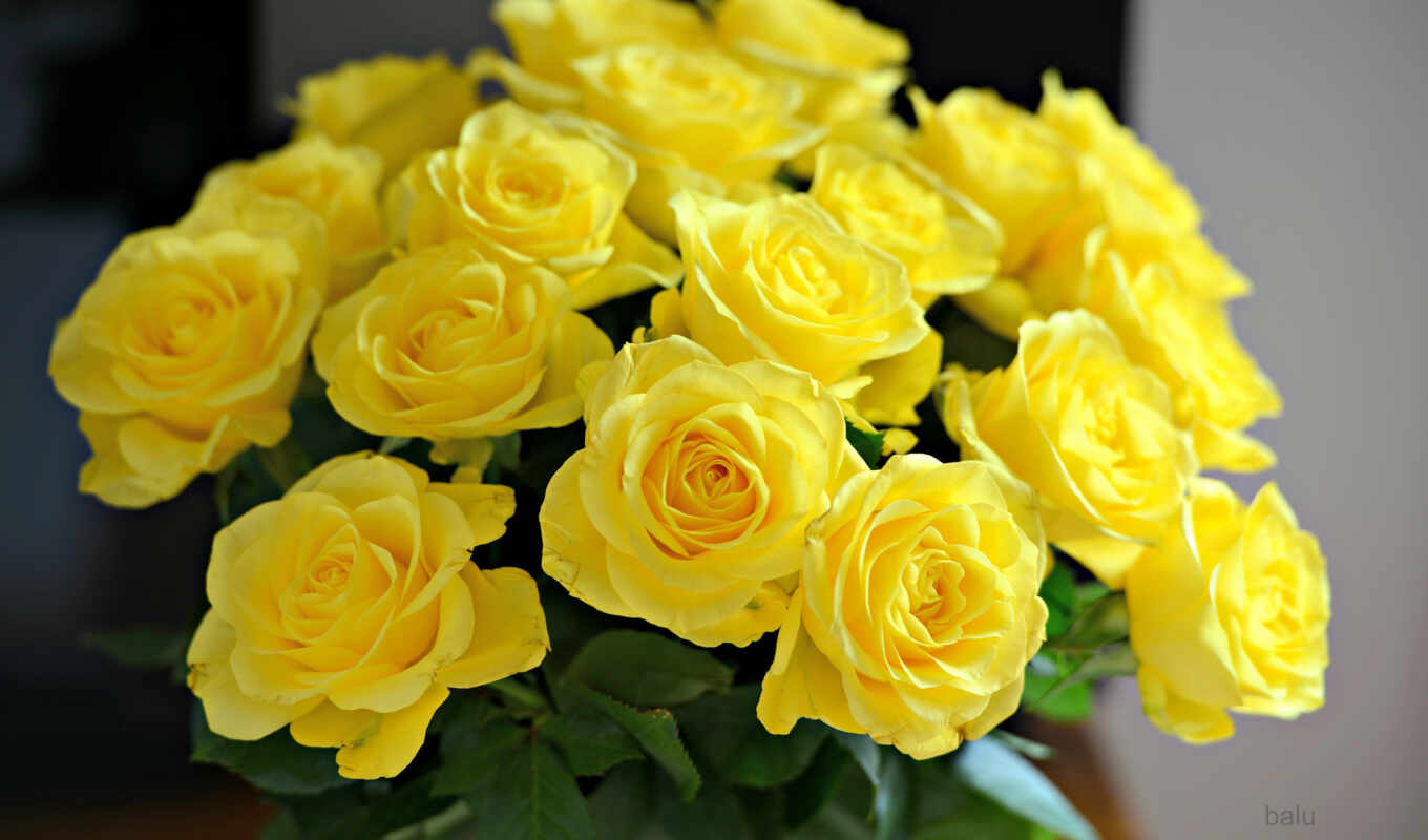flowers, rose, yellow, bouquet