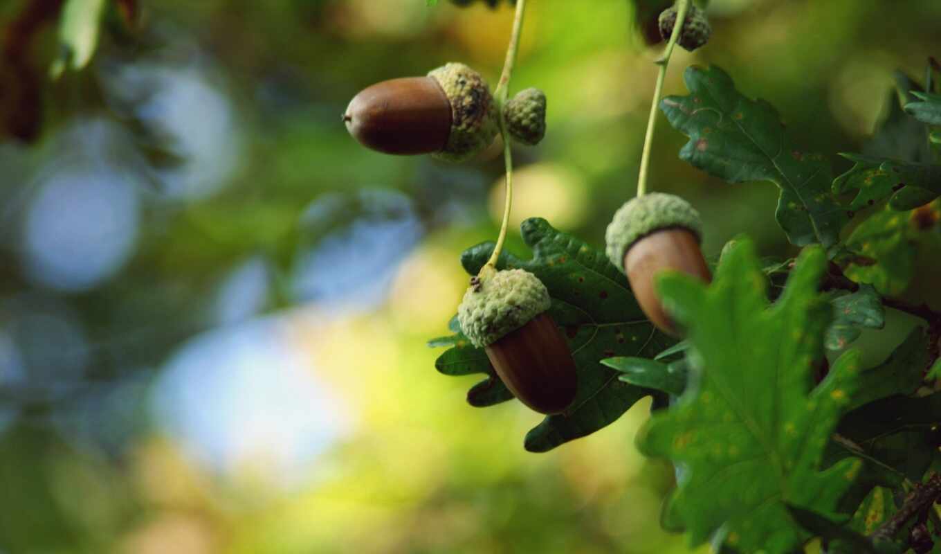 acorn, дуб, edible, oir