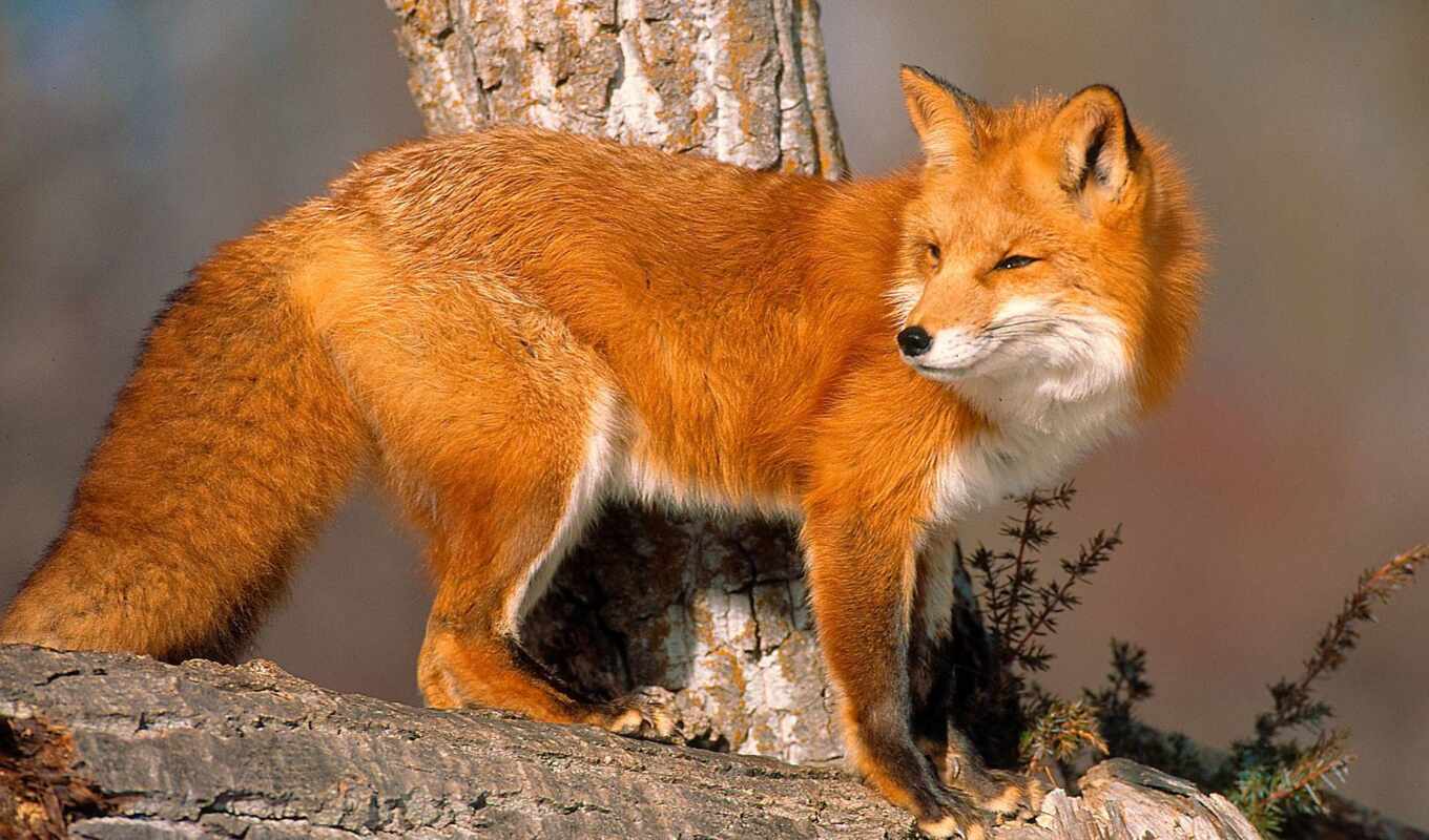 fox, funart