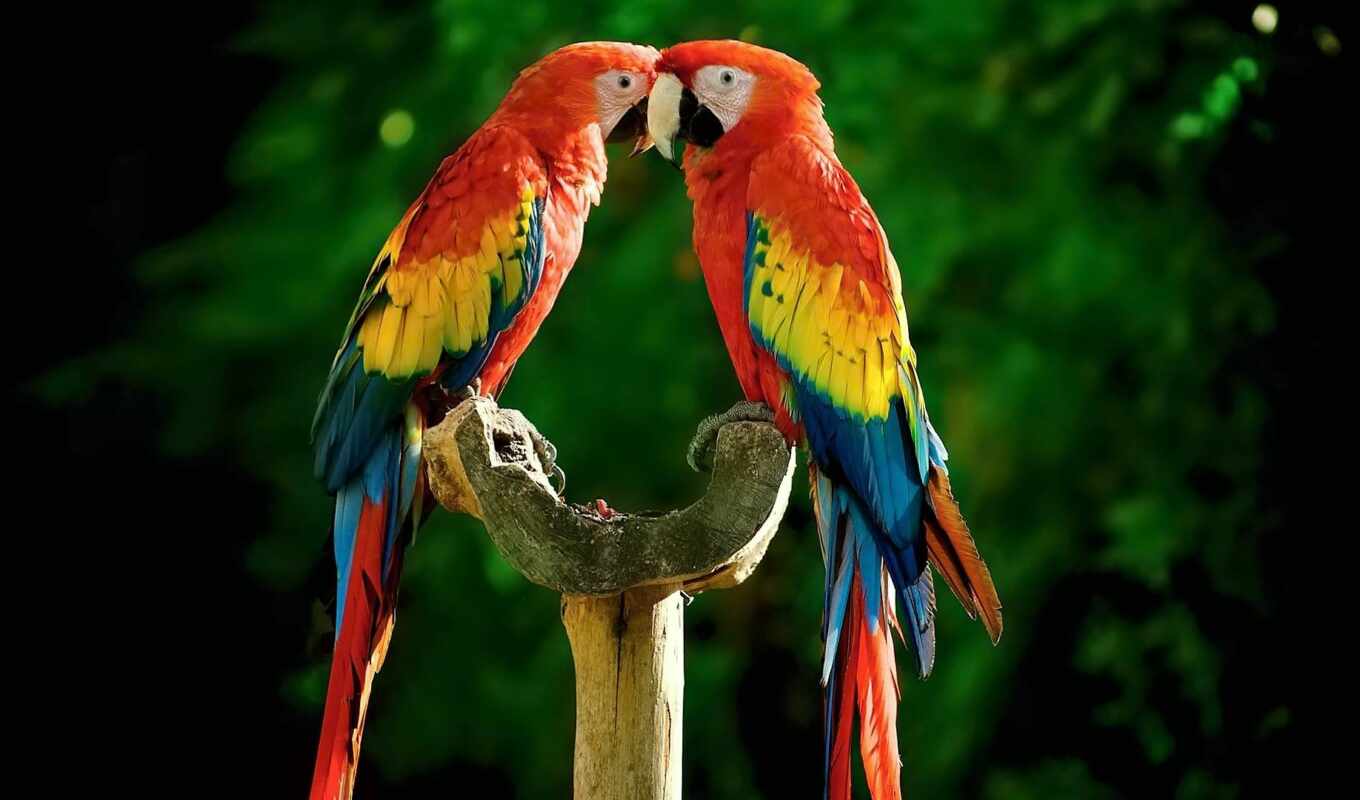 попугай, macaw, multicolored, scare
