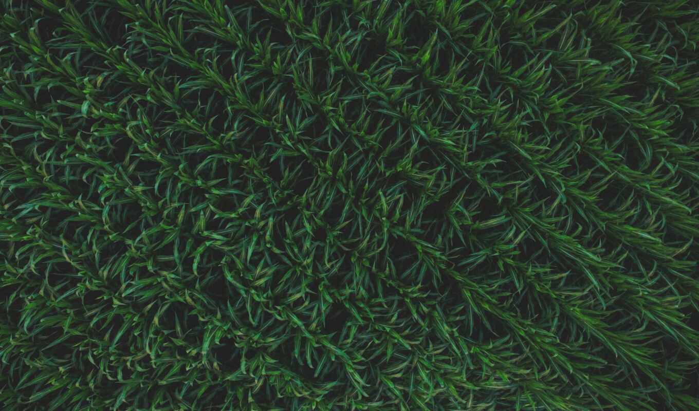 зелёный, трава, шаблон, textura, участие