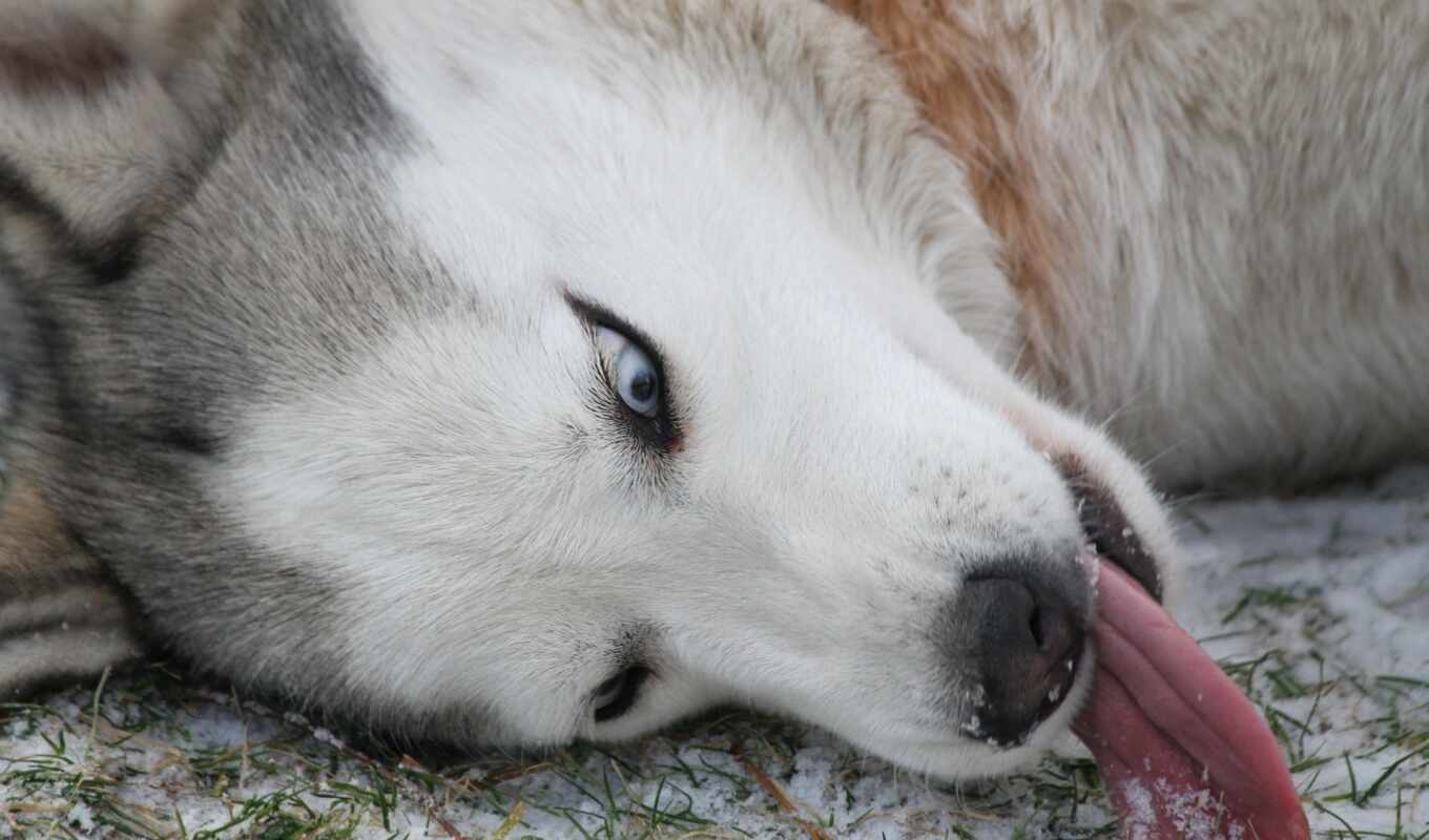 white, dog, husky, breed, siberian