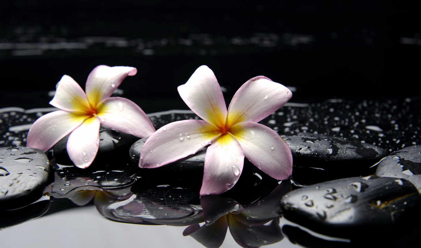 black, цветы, капли, макро, water, розовые, желтые, телефона, орхидеи, orchids, камни