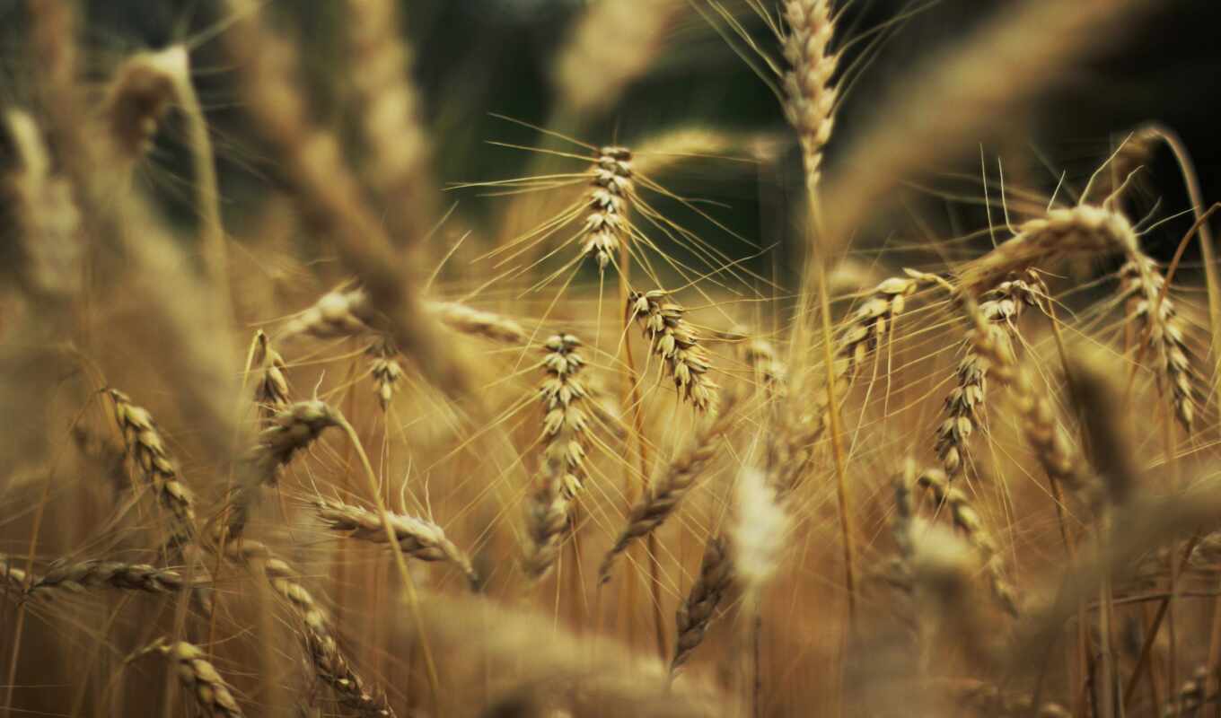 природа, пшеница