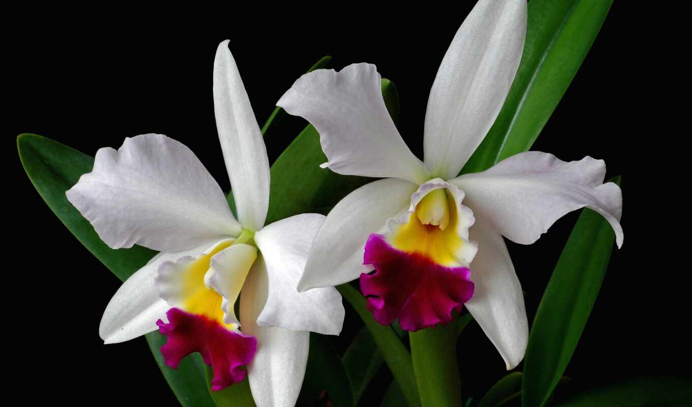 flowers, light, orchid, bud