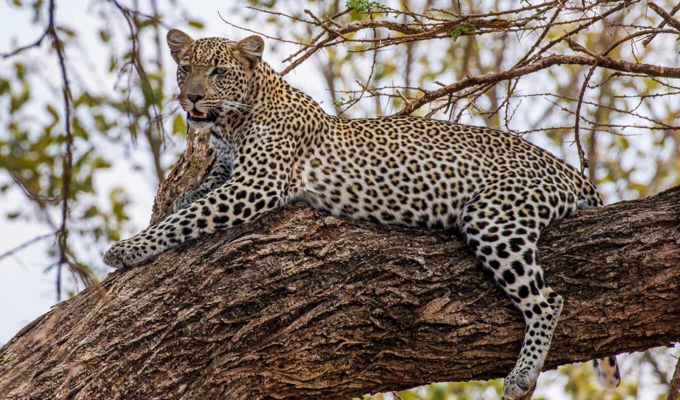 animals, leopard, african, kenya, free, pardus, lamp