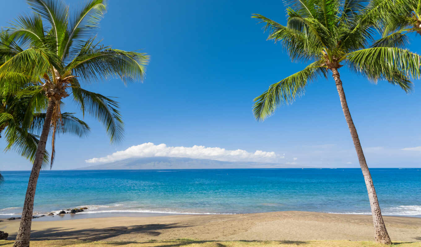 природа, russian, пляж, море, песок, birth, день, palm, tropic, hawaii, postcard