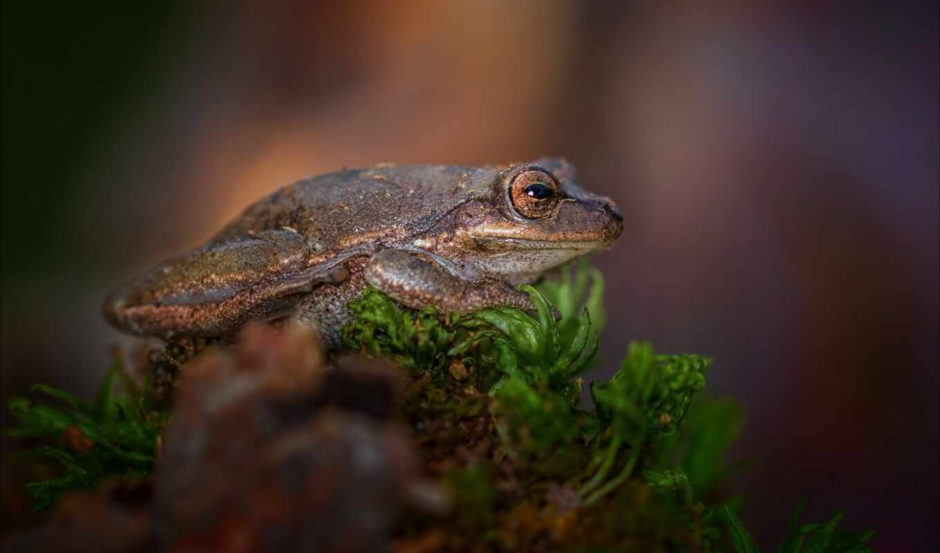 toad, common