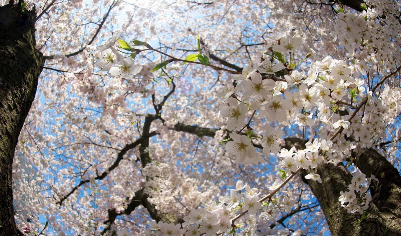 nature, flowers, sun, Sakura, cherry, spring, blossom, barrels, branches, branches
