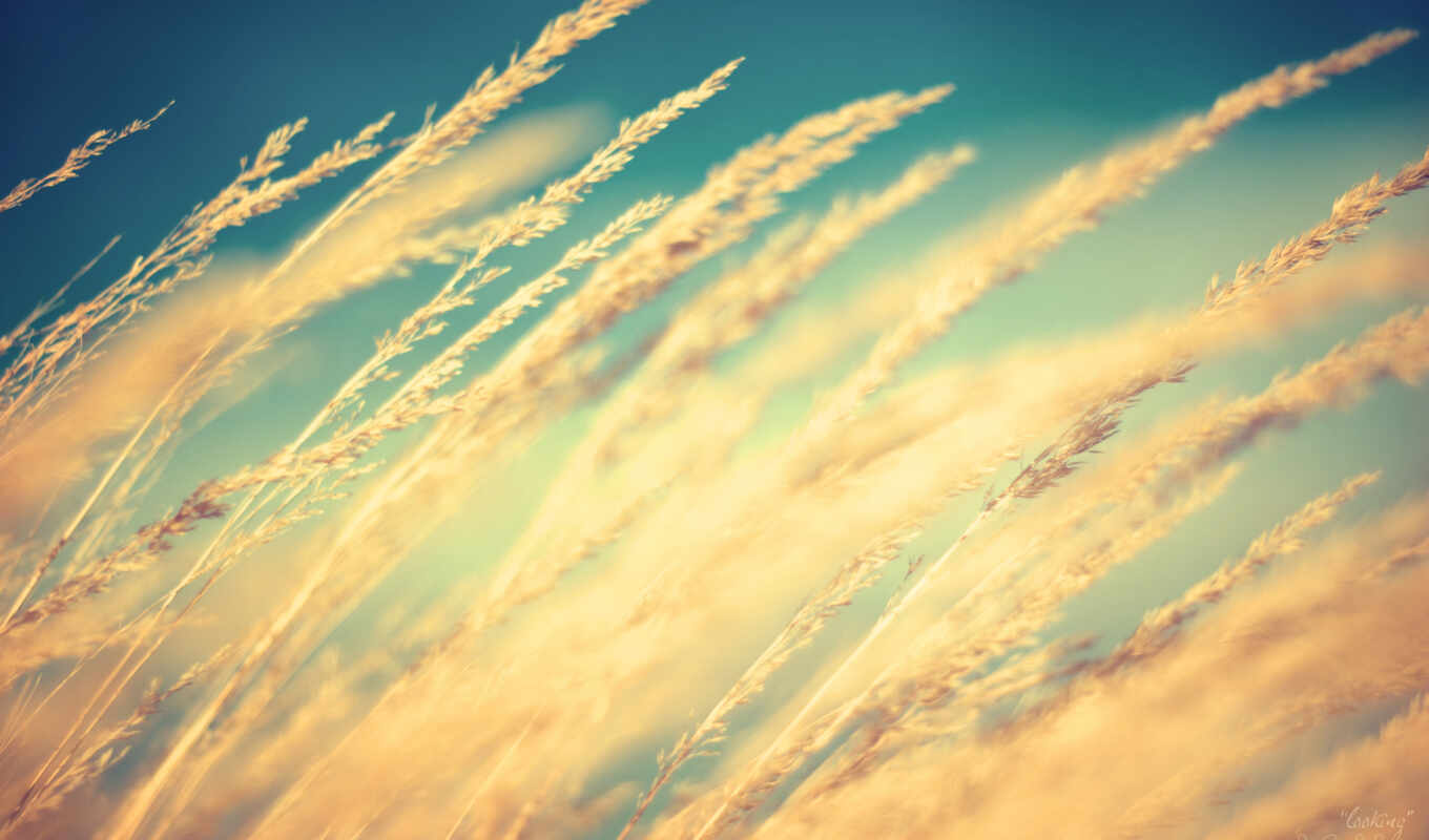 колосья, поле, макро, пшеница, природа, пшеницы, margin, небо, трава, серьги, колоски, 