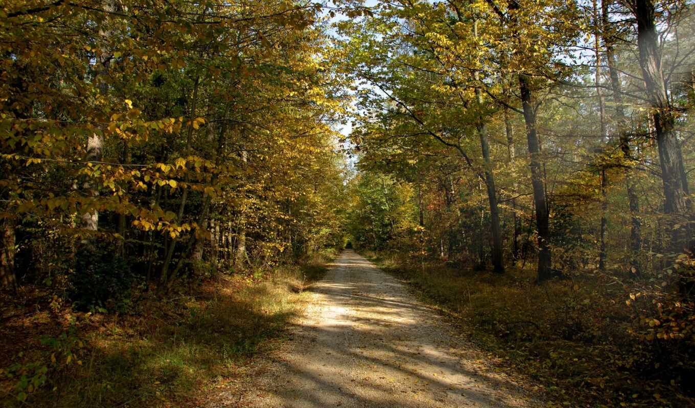 full, лес, дорога, сентябрь, осень, trees, грунтовая