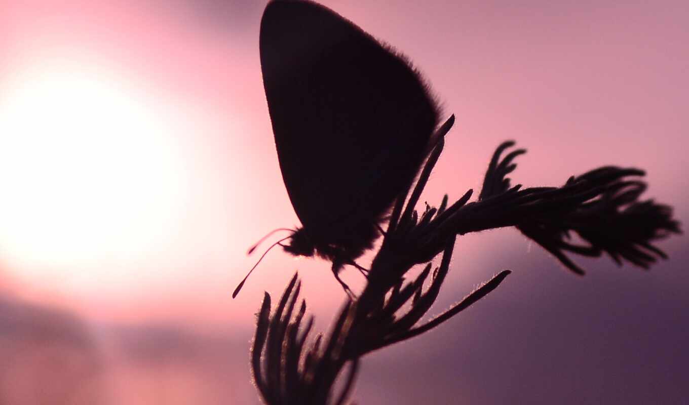 nature, flowers, drop, view, sun, sunset, butterfly, leaf