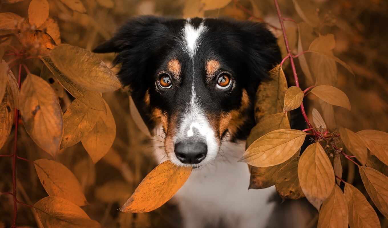 eyes, dog, see, autumn, awesome, branch, list, leaf, osen, dog